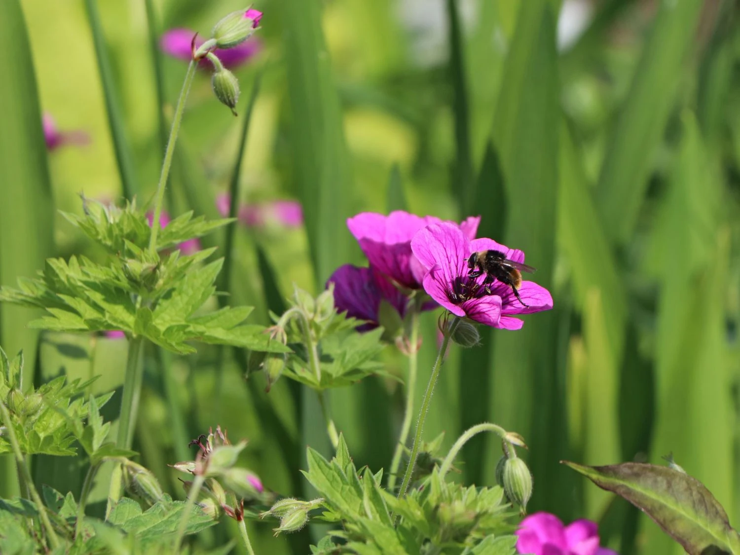 Storchschnabel 'JS Matu Vu' 4 Storchschnabel 'JS Matu Vu' – Bild 2