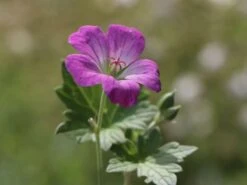 Storchschnabel 'Mavis Simpson' 18 Storchschnabel 'Mavis Simpson' -Günstiges Erd Seele Geschäft storchschnabel mavis simpson m058641 w 1