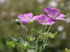 Storchschnabel 'Mavis Simpson' 16 Storchschnabel 'Mavis Simpson' -Günstiges Erd Seele Geschäft storchschnabel mavis simpson m058641 w 2