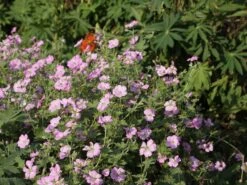 Storchschnabel 'Mavis Simpson' 20 Storchschnabel 'Mavis Simpson' -Günstiges Erd Seele Geschäft storchschnabel mavis simpson m058641 w 3