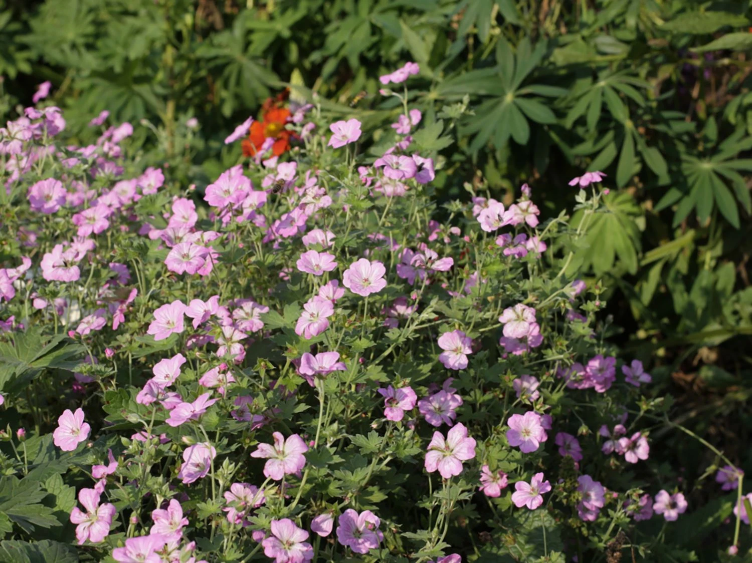 Storchschnabel 'Mavis Simpson' 11 Storchschnabel 'Mavis Simpson' – Bild 9