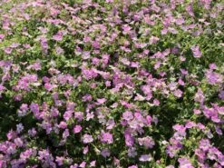 Storchschnabel 'Mavis Simpson' 15 Storchschnabel 'Mavis Simpson' -Günstiges Erd Seele Geschäft storchschnabel mavis simpson m058641 w 4