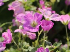 Storchschnabel 'Mavis Simpson' 14 Storchschnabel 'Mavis Simpson' -Günstiges Erd Seele Geschäft storchschnabel mavis simpson m058641 w 5