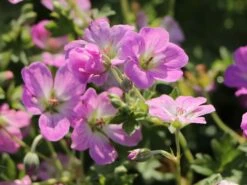 Storchschnabel 'Mavis Simpson' 19 Storchschnabel 'Mavis Simpson' -Günstiges Erd Seele Geschäft storchschnabel mavis simpson m058641 w 6