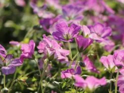 Storchschnabel 'Mavis Simpson' 17 Storchschnabel 'Mavis Simpson' -Günstiges Erd Seele Geschäft storchschnabel mavis simpson m058641 w 7