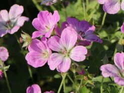 Storchschnabel 'Mavis Simpson' 21 Storchschnabel 'Mavis Simpson' -Günstiges Erd Seele Geschäft storchschnabel mavis simpson m058641 w 8