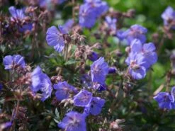 Storchschnabel 'New Dimension' ®