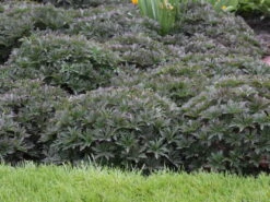 Storchschnabel 'New Dimension' ® -Günstiges Erd Seele Geschäft storchschnabel new dimension m062133 w 0