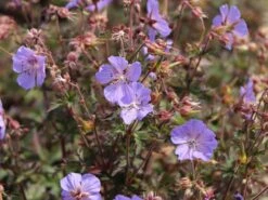 Storchschnabel 'New Dimension' ® -Günstiges Erd Seele Geschäft storchschnabel new dimension m062133 w 2