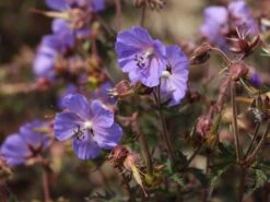 Storchschnabel 'New Dimension' ® -Günstiges Erd Seele Geschäft storchschnabel new dimension m062133 w 3