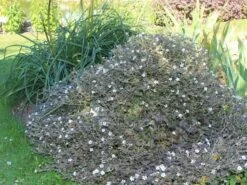 Braunblättriger Storchschnabel 'Sanne' -Günstiges Erd Seele Geschäft storchschnabel sanne m080026 w 0