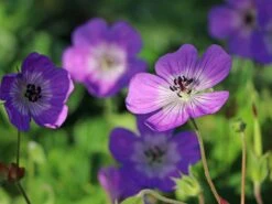 Storchschnabel 'Sylvia's Surprise' ® -Günstiges Erd Seele Geschäft storchschnabel sylvias surprise m077068 w 0