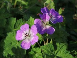 Storchschnabel 'Sylvia's Surprise' ® -Günstiges Erd Seele Geschäft storchschnabel sylvias surprise m077068 w 1