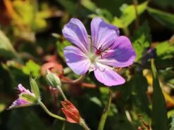 Storchschnabel 'Sylvia's Surprise' ® -Günstiges Erd Seele Geschäft storchschnabel sylvias surprise m077068 w 2