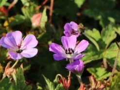 Storchschnabel 'Sylvia's Surprise' ® -Günstiges Erd Seele Geschäft storchschnabel sylvias surprise m077068 w 3