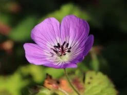 Storchschnabel 'Sylvia's Surprise' ® -Günstiges Erd Seele Geschäft storchschnabel sylvias surprise m077068 w 5