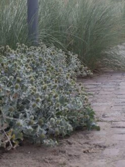Stranddistel / Strand-Mannstreu -Günstiges Erd Seele Geschäft strand mannstreu m082942 w 1