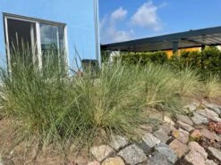 Strandhafer -Günstiges Erd Seele Geschäft strandhafer m057631 193676 0