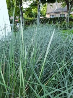 Strandhafer -Günstiges Erd Seele Geschäft strandhafer m057631 193676 0