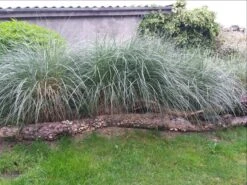 Strandhafer -Günstiges Erd Seele Geschäft strandhafer m057631 681622 0