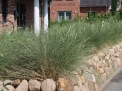 Strandhafer -Günstiges Erd Seele Geschäft strandhafer m057631 w 0