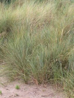 Strandhafer -Günstiges Erd Seele Geschäft strandhafer m057631 w 1