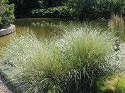 Strandhafer -Günstiges Erd Seele Geschäft strandhafer m057631 w 2