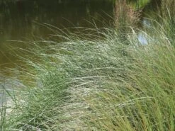 Strandhafer -Günstiges Erd Seele Geschäft strandhafer m057631 w 3