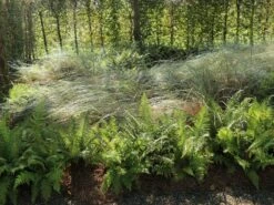 Strandhafer -Günstiges Erd Seele Geschäft strandhafer m057631 w 4