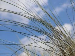 Strandhafer -Günstiges Erd Seele Geschäft strandhafer m057631 w 5