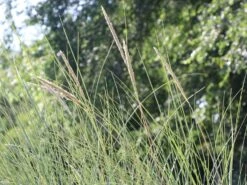 Strandhafer -Günstiges Erd Seele Geschäft strandhafer m057631 w 9