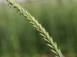 Strandroggen 'Blue Dune' 14 Strandroggen 'Blue Dune' -Günstiges Erd Seele Geschäft strandroggen blue dune m110106 w 0