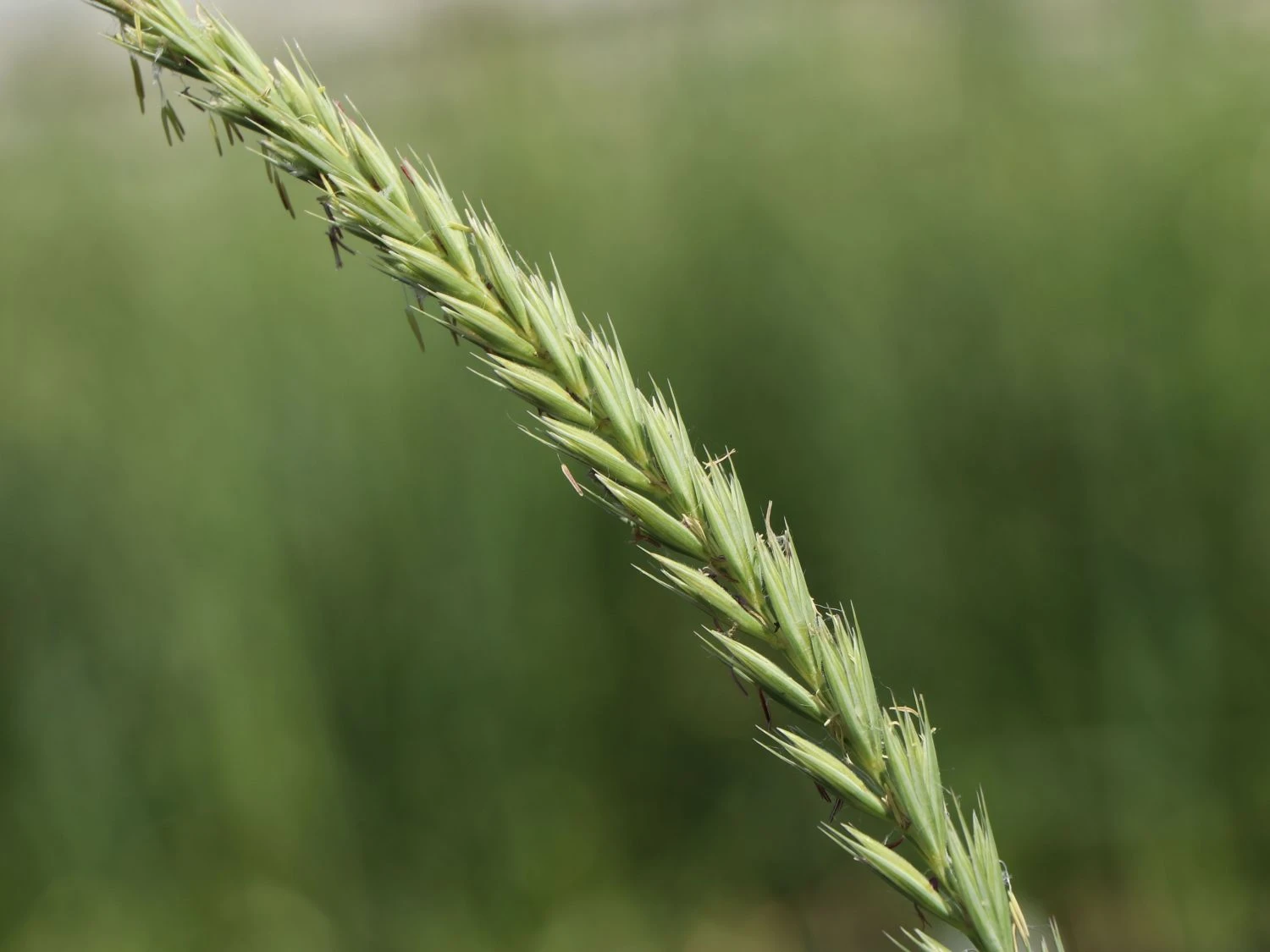 Strandroggen 'Blue Dune' 5 Strandroggen 'Blue Dune' – Bild 3