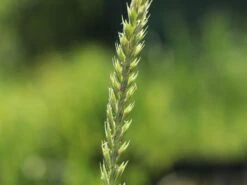 Strandroggen 'Blue Dune' 16 Strandroggen 'Blue Dune' -Günstiges Erd Seele Geschäft strandroggen blue dune m110106 w 1