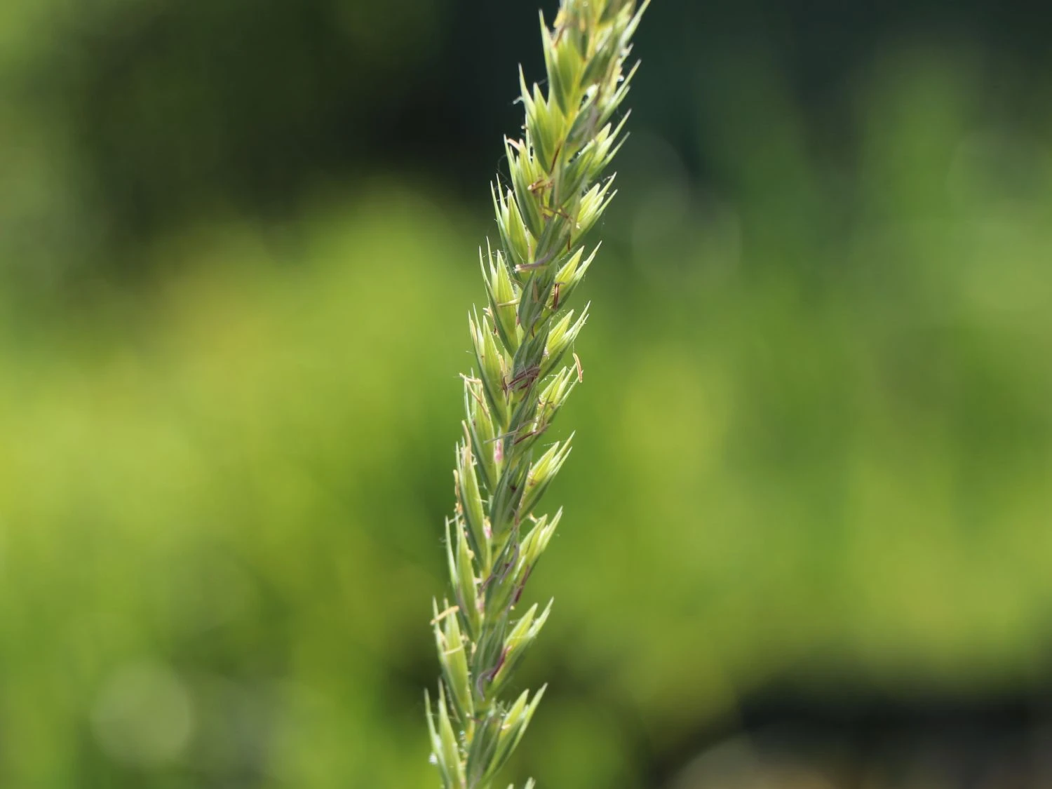 Strandroggen 'Blue Dune' 7 Strandroggen 'Blue Dune' – Bild 5