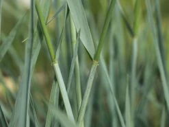 Strandroggen 'Blue Dune' 18 Strandroggen 'Blue Dune' -Günstiges Erd Seele Geschäft strandroggen blue dune m110106 w 2