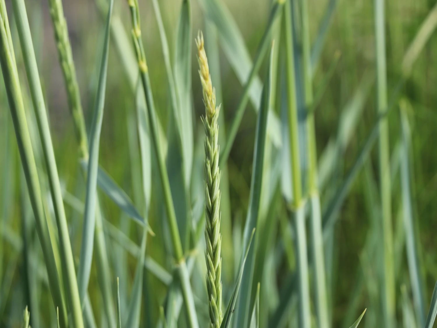 Strandroggen 'Blue Dune' 12 Strandroggen 'Blue Dune' – Bild 10