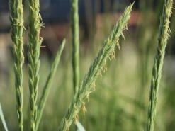 Strandroggen 'Blue Dune' 19 Strandroggen 'Blue Dune' -Günstiges Erd Seele Geschäft strandroggen blue dune m110106 w 4