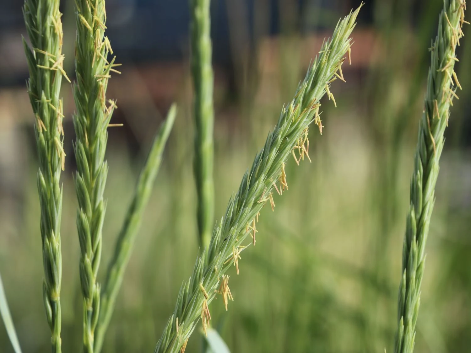 Strandroggen 'Blue Dune' 10 Strandroggen 'Blue Dune' – Bild 8