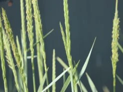 Strandroggen 'Blue Dune' 17 Strandroggen 'Blue Dune' -Günstiges Erd Seele Geschäft strandroggen blue dune m110106 w 5