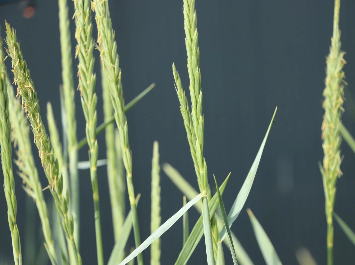 Strandroggen 'Blue Dune' 8 Strandroggen 'Blue Dune' – Bild 6