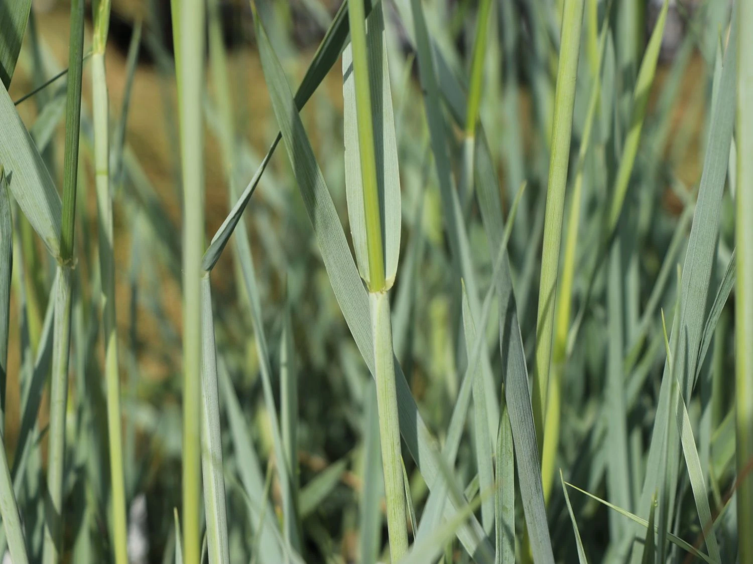 Strandroggen 'Blue Dune' 4 Strandroggen 'Blue Dune' – Bild 2