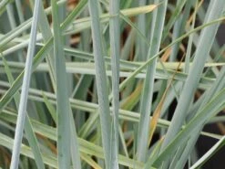 Strandroggen 'Blue Dune' 20 Strandroggen 'Blue Dune' -Günstiges Erd Seele Geschäft strandroggen blue dune m110106 w 7