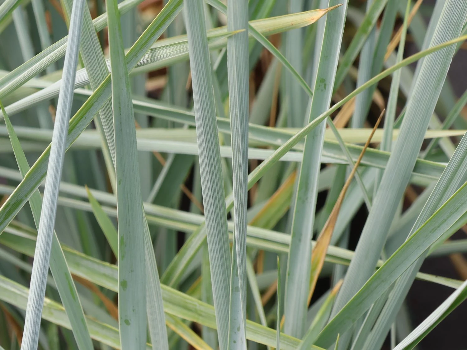 Strandroggen 'Blue Dune' 11 Strandroggen 'Blue Dune' – Bild 9