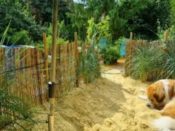 Strandroggen -Günstiges Erd Seele Geschäft strandroggen m044869 1160910 0