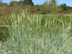 Strandroggen -Günstiges Erd Seele Geschäft strandroggen m044869 w 0