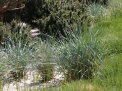 Strandroggen -Günstiges Erd Seele Geschäft strandroggen m044869 w 1