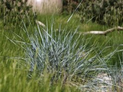 Strandroggen -Günstiges Erd Seele Geschäft strandroggen m044869 w 2