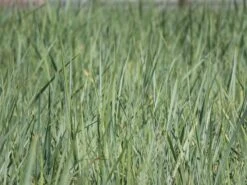 Strandroggen -Günstiges Erd Seele Geschäft strandroggen m044869 w 3