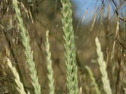 Strandroggen -Günstiges Erd Seele Geschäft strandroggen m044869 w 5